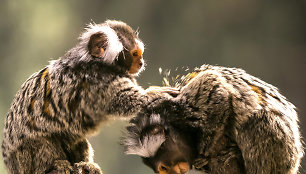 Spalis „Zoopark“ – išskirtinės pramogos ir nemokamos ekskursijos