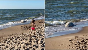 Palangos pliaže rastas kritęs ruonis