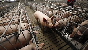 Kinijoje atrasta naują pandemiją galinti sukelti kiaulių gripo atmaina