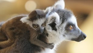 Zoologijos sodui Vilniuje „Zoopark“ – vieneri metai