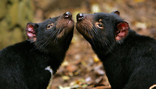 Tasmanijos velniai