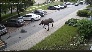 Briedis Vilniaus Tuskulėnų gatvėje