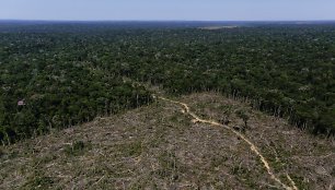 Sunki Brazilijos kova su nelegaliai kertamais miškais Amazonės džiunglėse