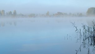 Šalna Kajotų kaime, Ignalinos rajonas 