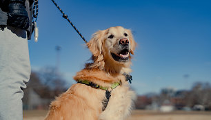 Tyrimo išvados – šuns veislė turi mažai įtakos jo elgesiui