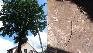 Tauragėje į medį trenkė žaibas, galėjo supleškėti namai