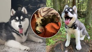 Sibiro haskių veislės kalytė Duona
