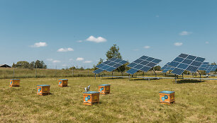 Beehives and solar plants