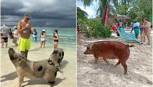 Kiaulių sala, Bahamos