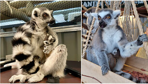 Zoologijos sode Vilniuje gimė lemūrų jaunikliai