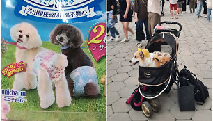 Taivane vaikus keičia šuniukai