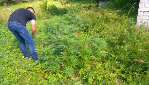 Kanapių auginimo metas: &bdquo;sodininkai&ldquo; sučiupti Varėnoje, Vilniuje ir Prienuose