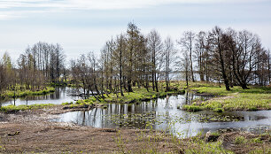 Krokų lanka