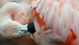 Flamingas