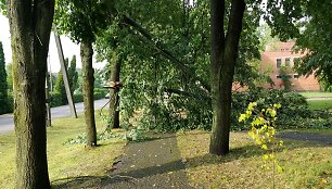 &Scaron;kvalas vartė medžius Antanave.