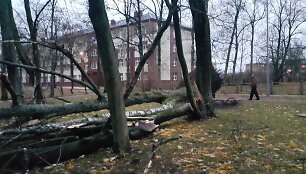 &Scaron;ilutėje vėjas vartė medžius