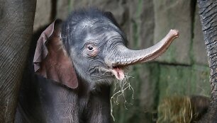 Vokietijos zoologijos sode pristatytas prie&scaron; 4 dienas gimęs drambliukas