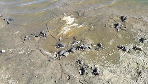 Peru nugai&scaron;usios varlės