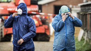 Nyderlanduose dėl paukščių gripo išpjauta 190 tūkst. ančių