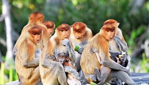 Beždžionės Borneo saloje