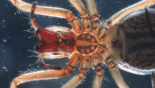 10. Tegenaria agrestis &ndash; kampavoris