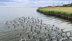 Ventė