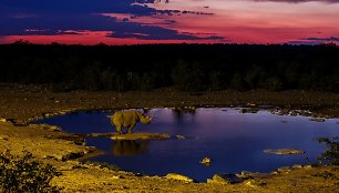 Etosha parkas