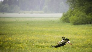 Lietus gaivina gamtą ir merkia praeivius