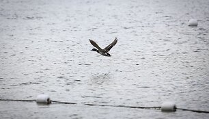 &Scaron;e&scaron;tadienį saulė žmones džiugino neilgai &ndash; ją popiet pakeitė lietus.