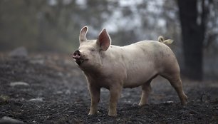 Per gaisrą iš fermos pabėgusi kiaulė