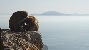 Gibraltaro kalno beždžionės – vienintelės, gyvenančios laisvėje visoje Europoje.