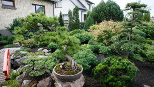 Bonsai oazė Kęstučio Ptakausko namuose