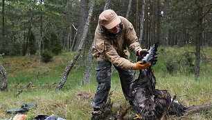 Kuršių nerijoje ornitologai žieduoja jūrinių erelių jauniklius.