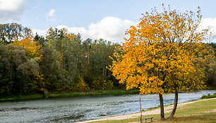 Neries pakrantė