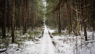 Ilgesingas Varnikų šauksmas: pasigrožėti šlapiu sniegu apdribusia gamta