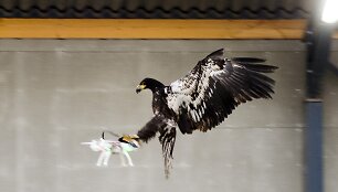 Dronus gaudys dresuojami ereliai