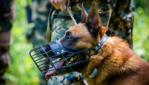 VSAT tarnybinių šunų meistriškumo čempionatas