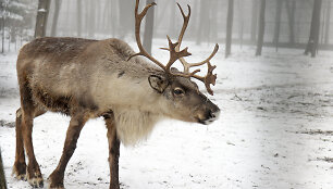 Lietuvos zoologijos sodo gyvūnai ūkanotą dieną
