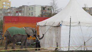 Šiaulių cirke – gyvūnų laikymo pažeidimai