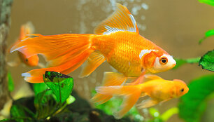 Akvariumo žuvis.