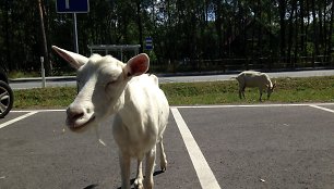 Ožkos kelyje Preila - Nida