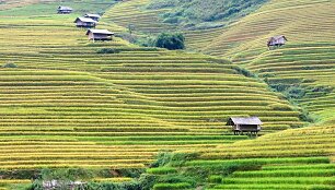 Ryžių terasos Mu Cang Chai regione Vietname