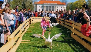 Pakruojo dvare savaitgaliais galima išvysti žąsų lenktynes