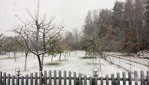Sniegas Plungės rajone