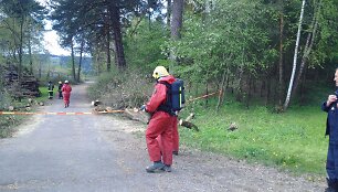 Rastas i&scaron;piltas gyvsidabris