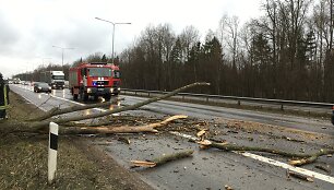 Dėl vėtros medis užtvėrė kelią autostradoje Kaunas&ndash;Vilnius