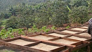 &bdquo;Nescaf&eacute;&ldquo; jau pranoko 2025 m. regeneracinės žemdirbystės užmojus: ekspertų įžvalgos, kodėl svarbu toliau ją skatinti