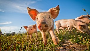 Kanada pranešė apie žmogaus užsikrėtimo retos atmainos kiaulių gripu atvejį