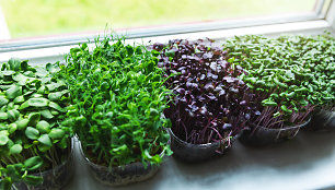 L.Liubertaitė: kaip auginti ir prižiūrėti prieskonines daržoves ant palangės