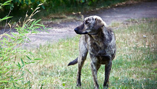 Černobylio šunys – unikalūs gyvūnai, išgyvenę katastrofą. Tyrėjai narsto jų DNR